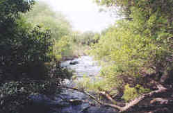 Photo of the Jordan River at Tell Dan.